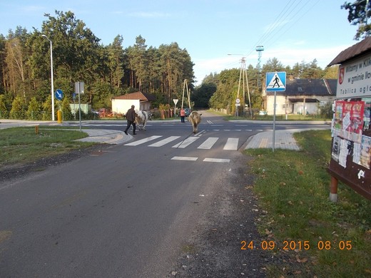 242 krávy jsou na pastvu.JPG